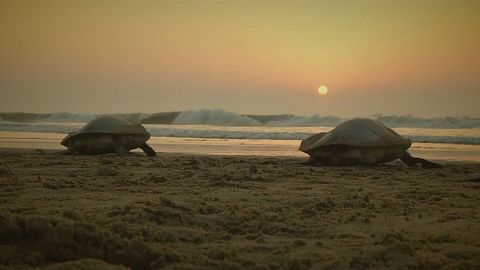 Tartarugas marinhas ameaçadas colocam ovos em praia indiana