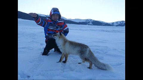 Лиса знакомится с фотографами