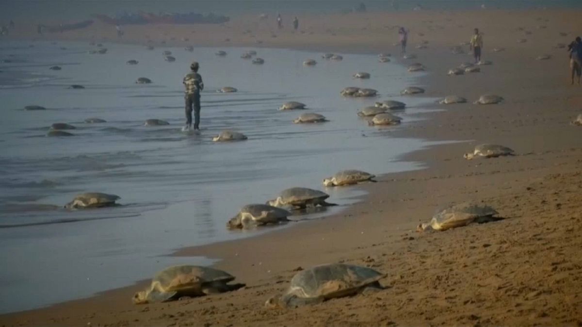 Ponte de tortues marines en Inde