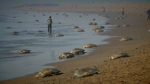 Ponte de tortues marines en Inde