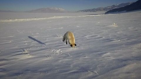Raposa "interrompe" equipa de filmagens para brincar na neve