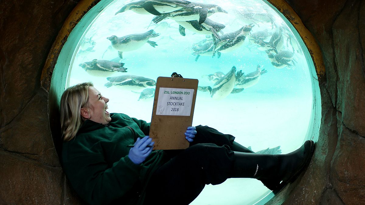 مواطنة بريطانية تقرأ بجوار حوض للبطاريق في حديقة حيوان ZSL في لندن