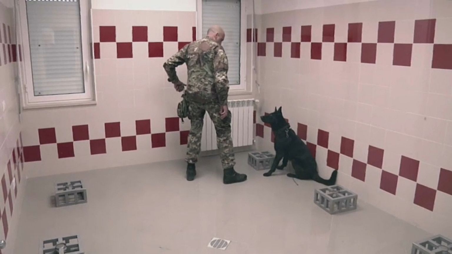 Kanserli hücreleri koklayarak bulan köpekler