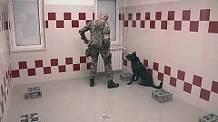 Kanserli hücreleri koklayarak bulan köpekler