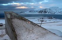El calentamiento global amenaza las semillas de Svalbard