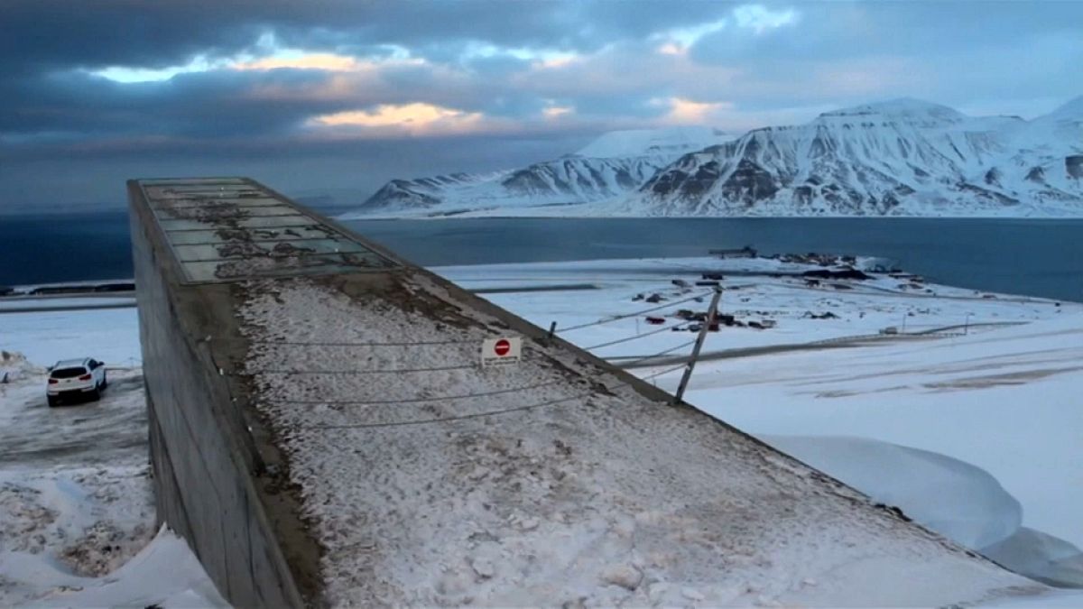 Arche de Noé du Svalbard : un million d'espèces végétales à l'abri 