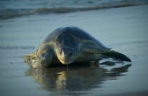Turtles lay eggs on Indian beach
