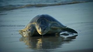 Turtles lay eggs on Indian beach