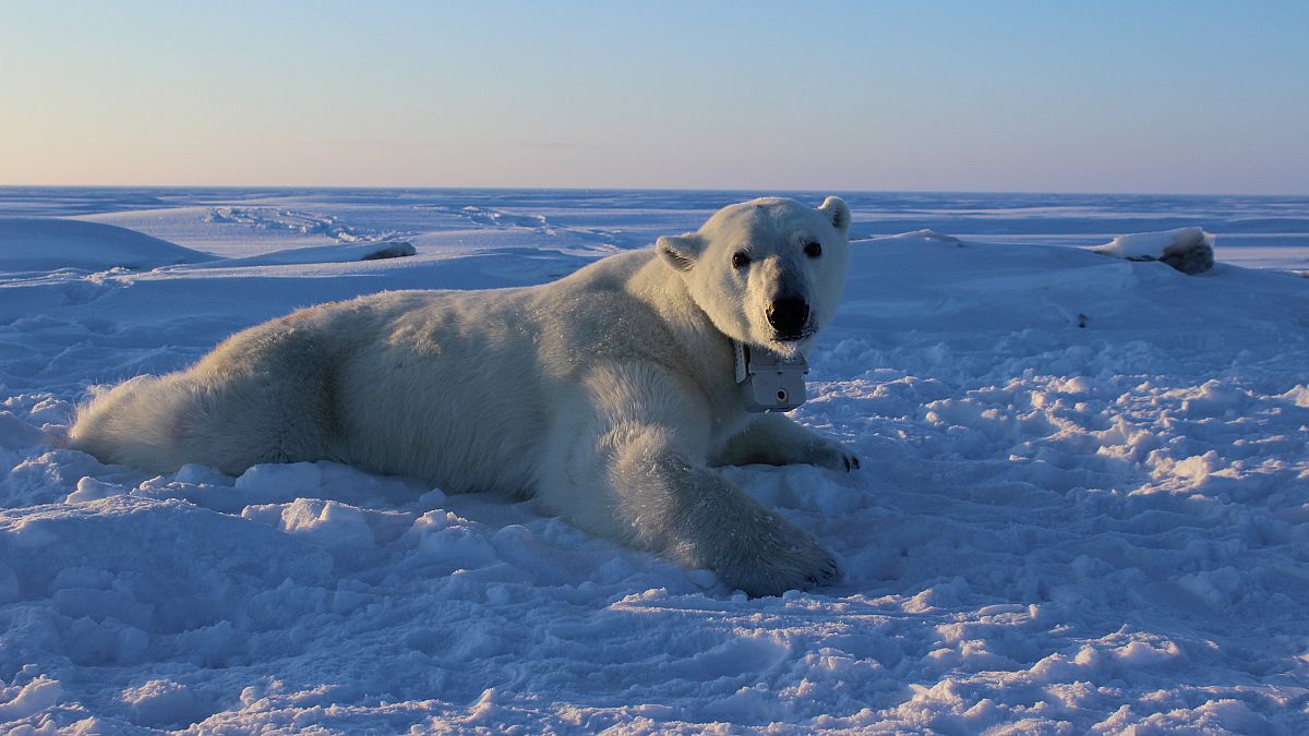 فيما ترتعد أوروبا  بردا.. القطب الشمالي "يتصبب عرقا" ويهدد حياة الدببة!