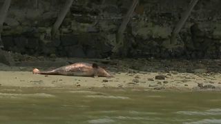 Vírus mata mais de 140 golfinhos no Rio de Janeiro