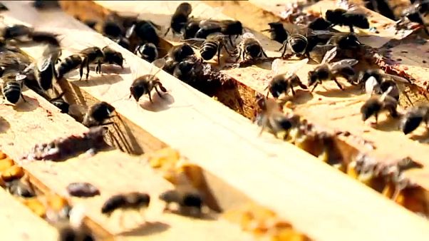 Un poison nommé néonicotinoïdes Un poison nommé néonicotinoïdes