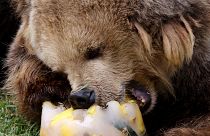 Vor ihrer Winterruhe fressen sich Braunbären eine Fettschicht an