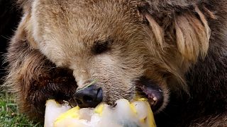 Vor ihrer Winterruhe fressen sich Braunbären eine Fettschicht an