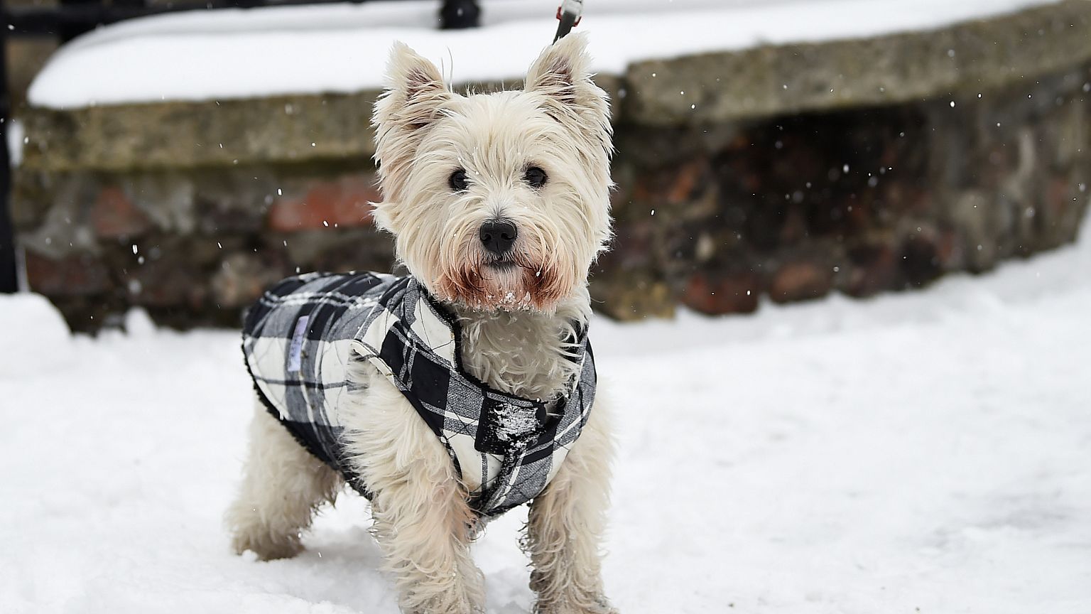 Tiere im Schnee - 5 der coolsten Fotos
