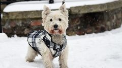 Tiere im Schnee - 5 der coolsten Fotos