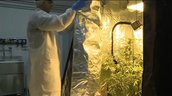 Medical cannabis one step closer to legality in Greece Medical cannabis one step closer to legality in Greece