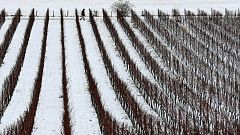Gelo in Italia, agricoltura in ginocchio 