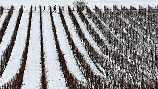 Gelo in Italia, agricoltura in ginocchio