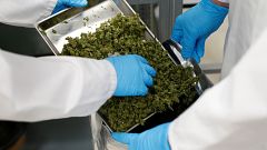 Parlamento grego aprova uso da canábis para fins medicinais