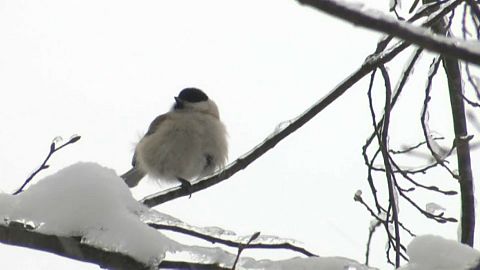 Winter, Winter: Väterchen Frost aus Russland