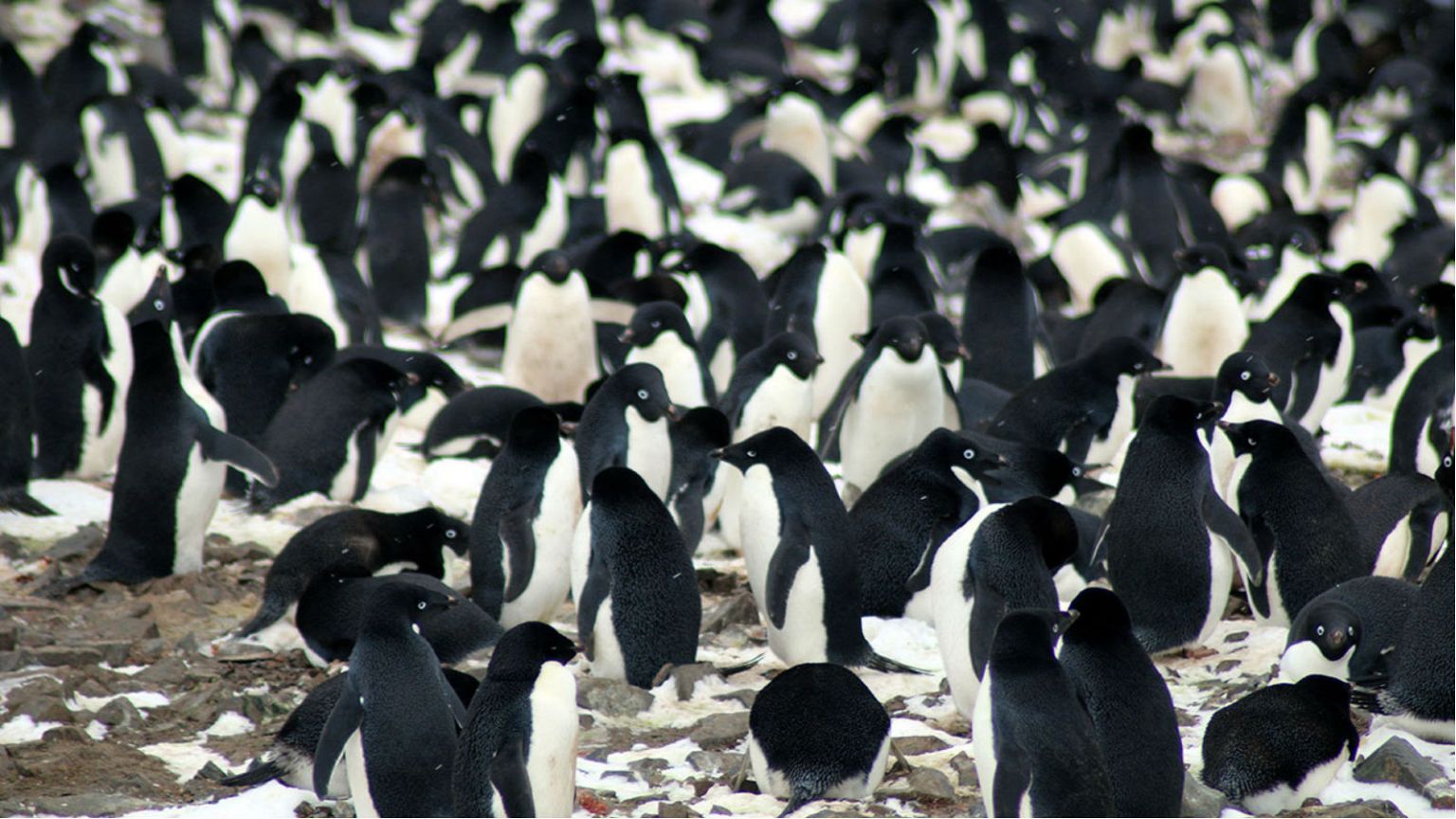 Scientists spot secret penguin 'supercolony' from space 