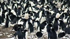 Scientists spot secret penguin 'supercolony' from space 