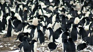 Scientists spot secret penguin 'supercolony' from space