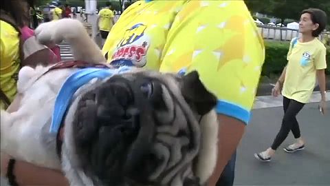 Manila sokaklarını köpekler ve sahipleri bastı