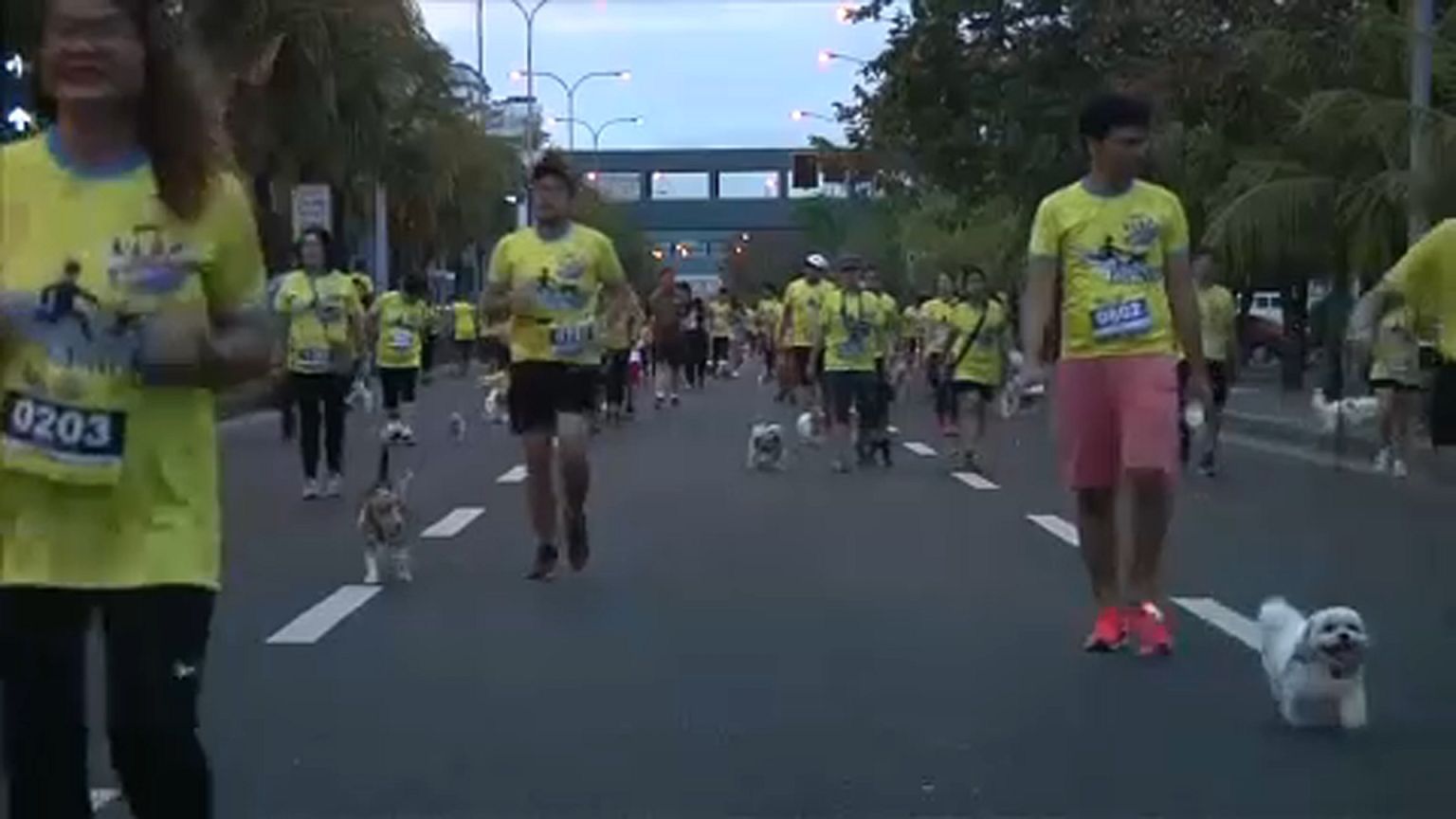 Kutyák futottak együtt a gazdájukkal