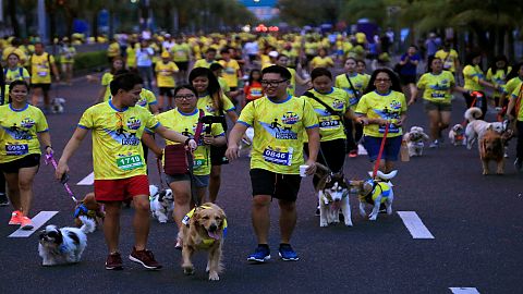 Dog fun run