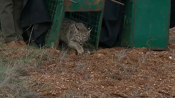 Portugal: Pardelluchse ausgewildert Portugal: Pardelluchse ausgewildert