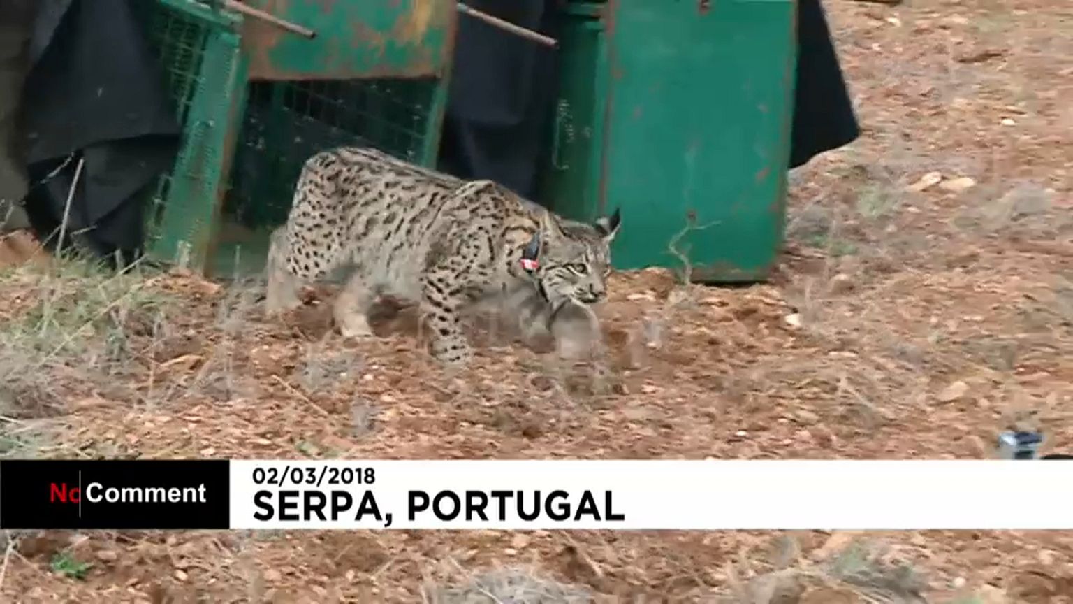 Las autoridades portuguesas liberan dos linces ibéricos