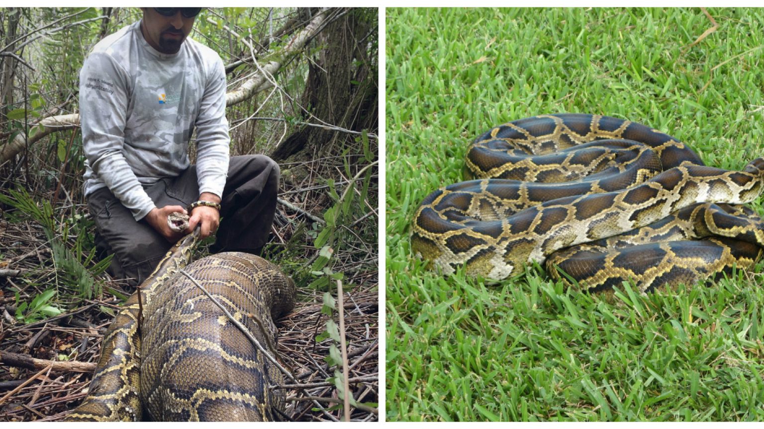 BURMESE PYTHON