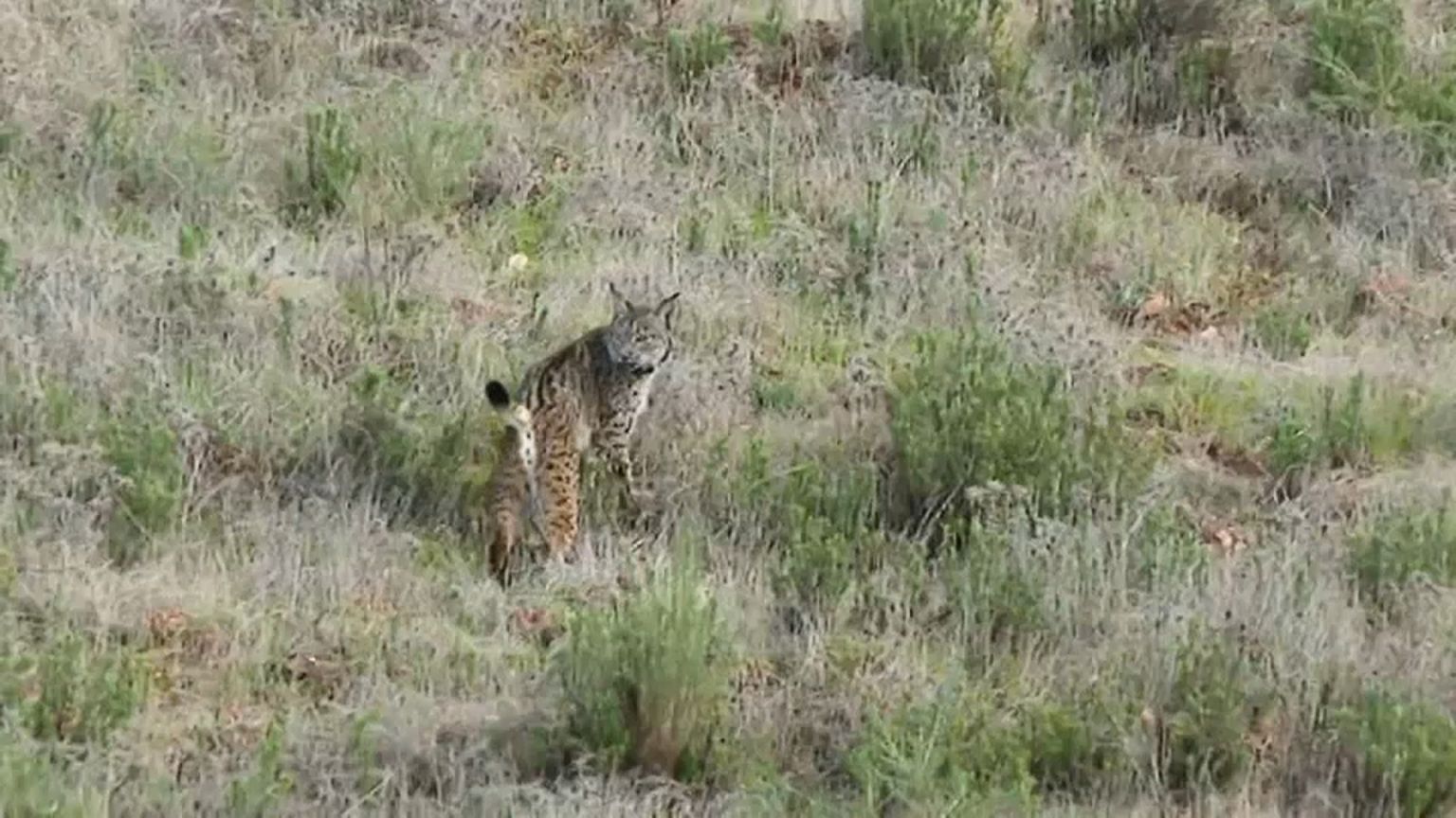 Lynx release in Portugal