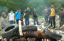 شاهد: العثور على نمر سومطرة مقتول ومُعلق في إندونيسيا