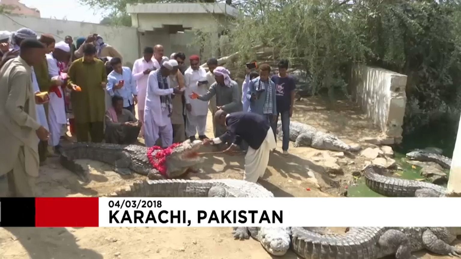 Pakistan crocodile