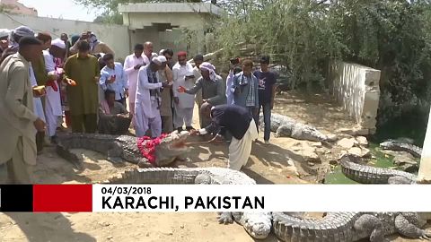 Pakistan crocodile