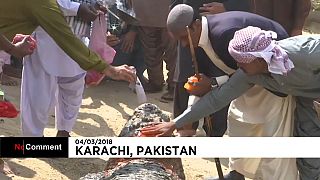 Día de gala para los cocodrilos del santuario de Manghopir en Pakistán