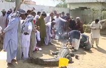 Krokodilos fesztivál Pakisztánban