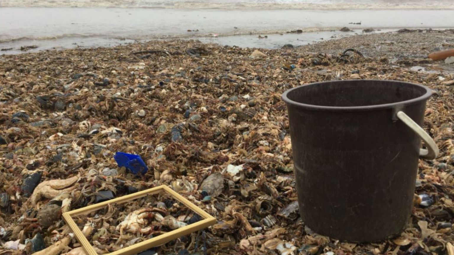 Tens of thousands of marine animals killed in cold snap, say conservationists