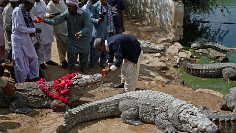 Crocodilos são convidados de festival em Karachi