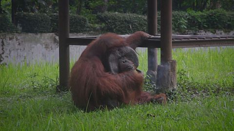 Rauchender Orang-Utan empört Augenzeugen