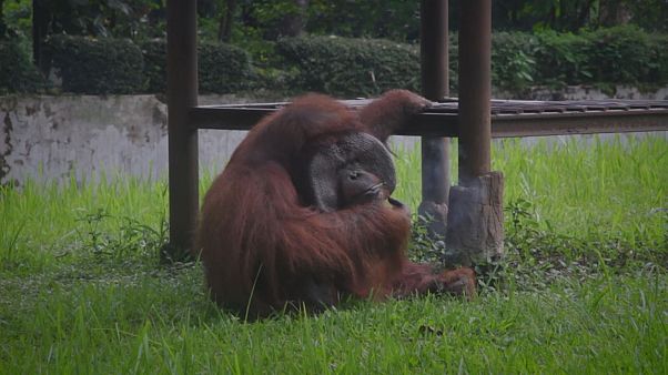 Rauchender Orang-Utan empört Augenzeugen Rauchender Orang-Utan empört Augenzeugen