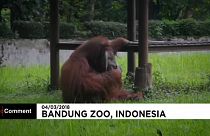 Vicces a dohányzó orangután, még sincs kedvünk nevetni