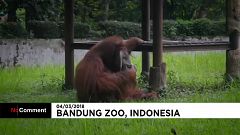 Vicces a dohányzó orangután, még sincs kedvünk nevetni