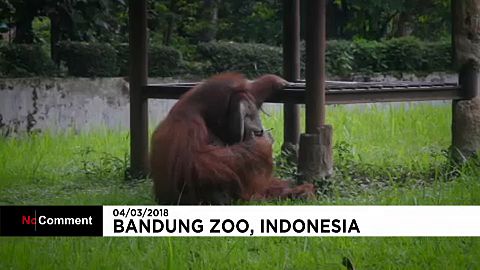Vicces a dohányzó orangután, még sincs kedvünk nevetni