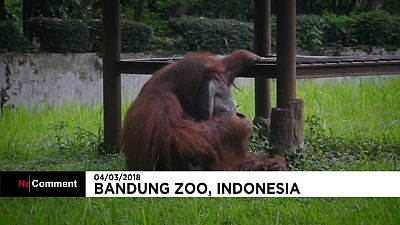 Indonésie : un orang-outan se fait une pause cigarette