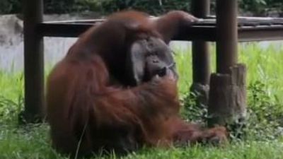 Indonesian zoo 'regrets' video of smoking orangutan