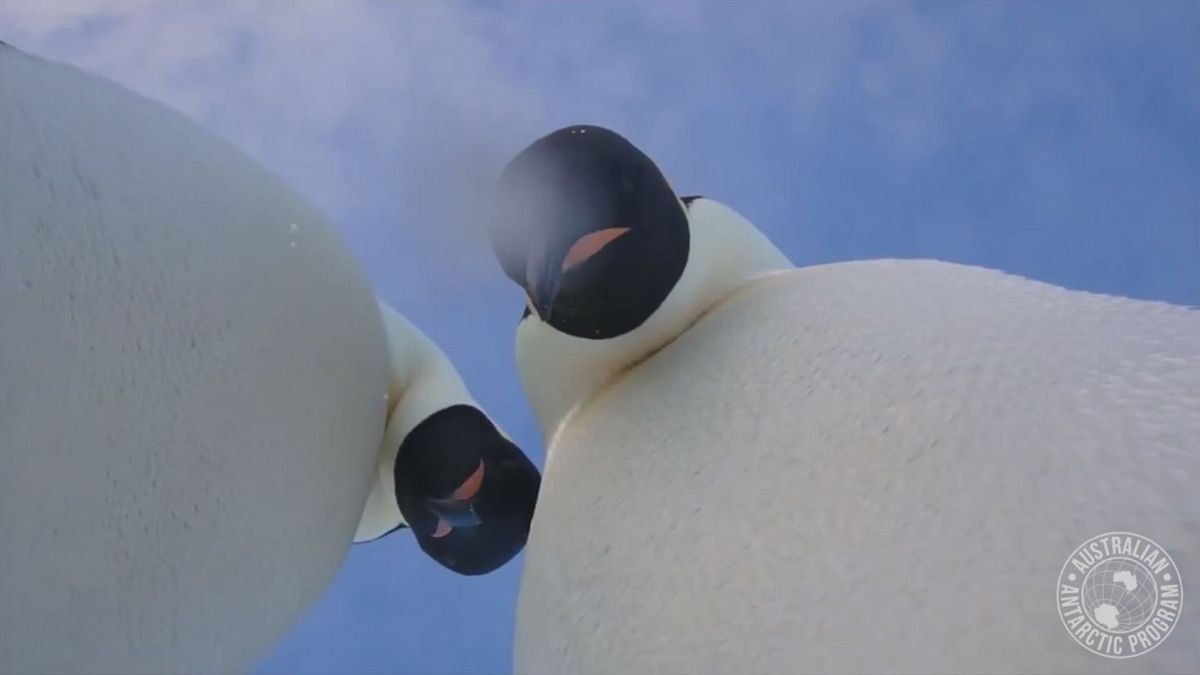 Watch: Wild emperor penguins take selfies with explorer's camera