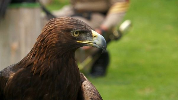 México cuida del águila real en un centro de protección México cuida del águila real en un centro de protección